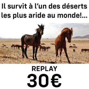 Replay Découvrez le Cheval Féral du Namibe