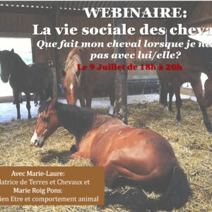 La vie sociale de mon cheval: Que fait mon cheval lorsque je ne suis pas là?